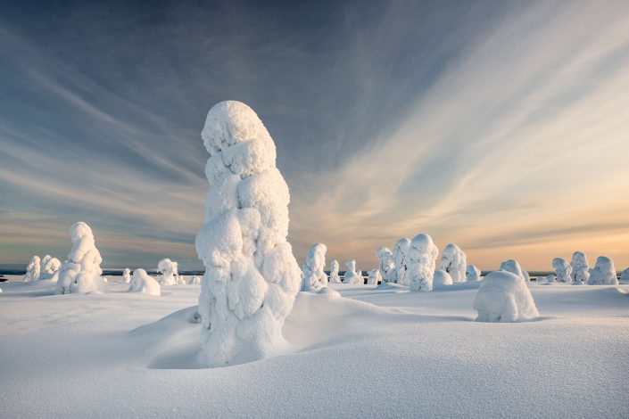 verschneite Bäume im Riisitunturi Nationalpark, Finnland