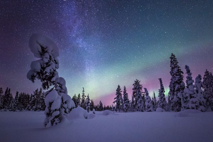 Nordlicht und Sternenhimmel über verschneiten Bäumen, Pallas Yllästunturi Nationalpark