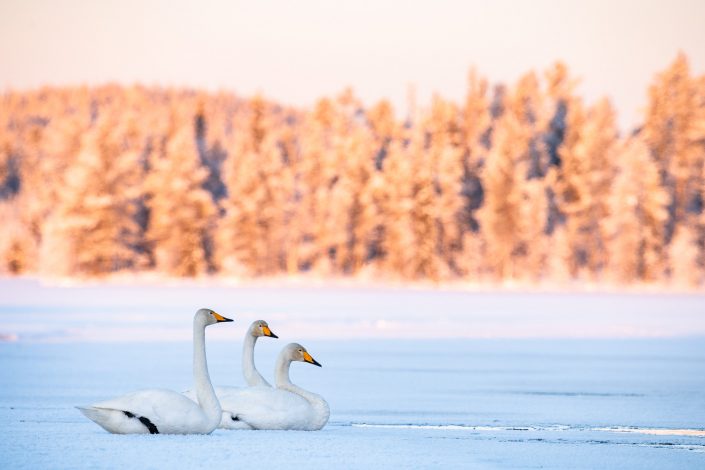 Singschwäne auf zugefrorenem See