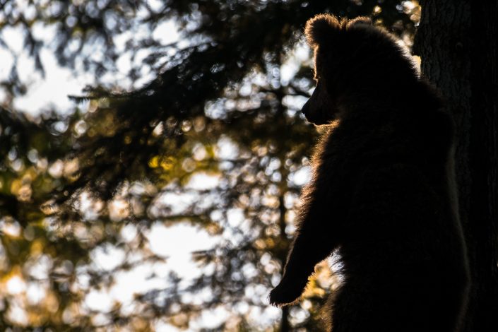 junger Bär im Gegenlicht, Wildlife-Fotografie, Slowenien