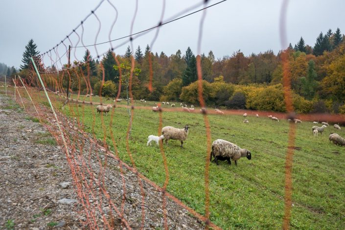 Elektrozaun zum Schutz von Schafen vor Bär