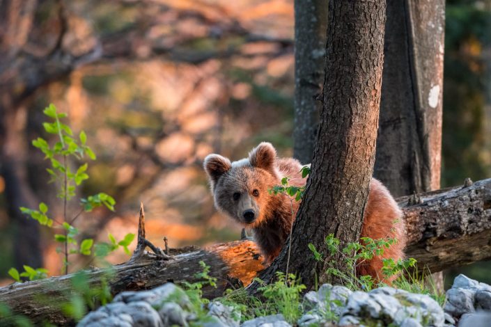 Junger Bär im Wald, rotes Abendlicht, Slowenien
