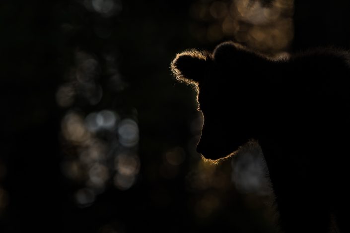 Silhouette eines Bären