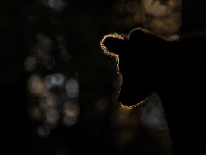 Silhouette eines Bären
