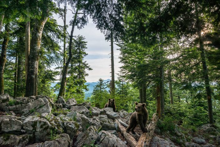 Weitwinkelaufnahme von Bären in Landschaft, Slowenien