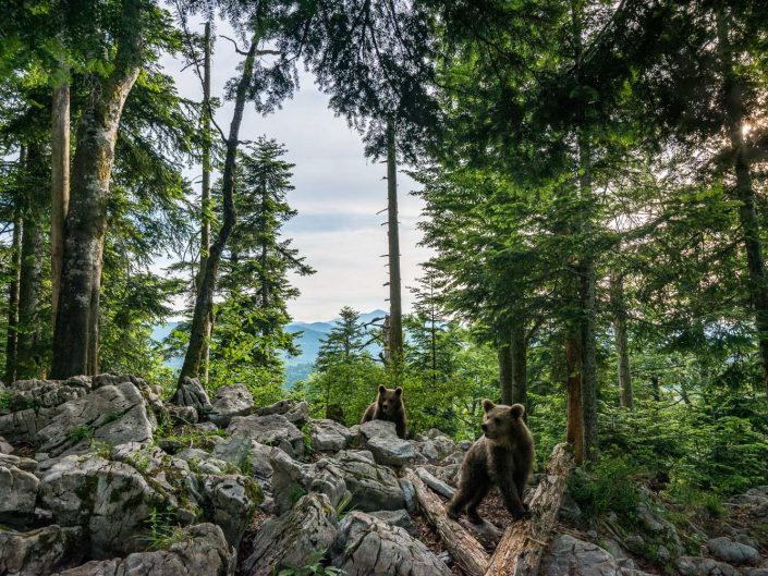 Weitwinkelaufnahme von Bären in Landschaft, Slowenien