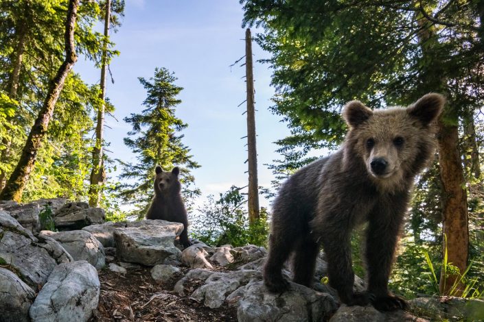 Weitwinkelaufnahme von Bären im Wald, Slowenien