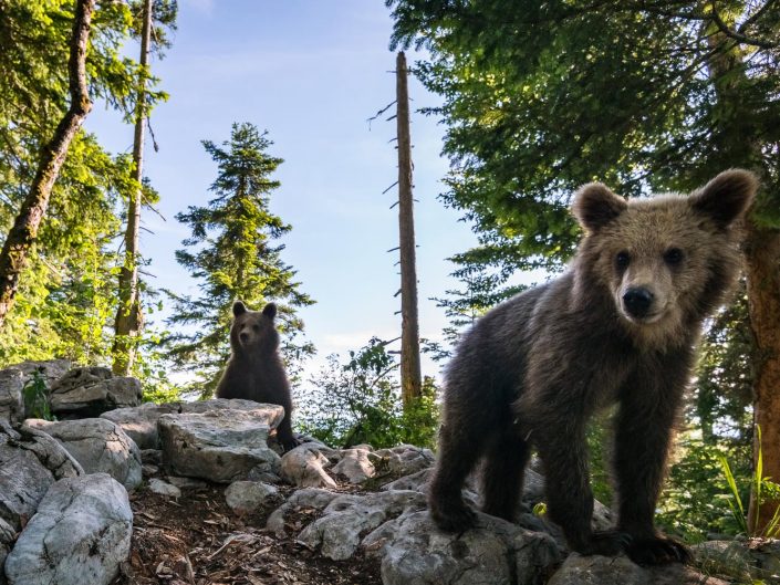 Weitwinkelaufnahme von Bären im Wald, Slowenien