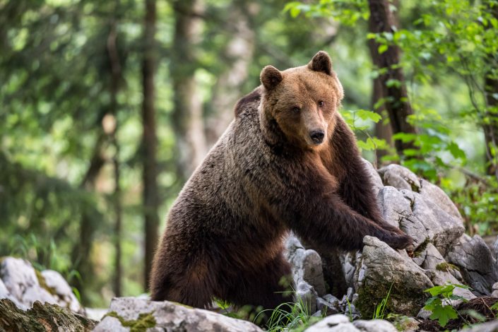 Europäischer Braunbär, Männchen