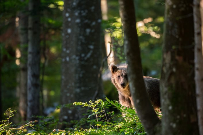 Bär versteckt im Wald