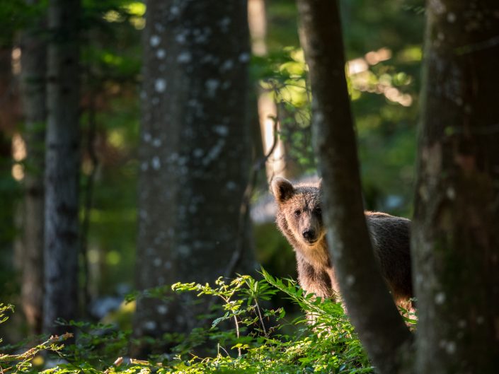 Bär versteckt im Wald