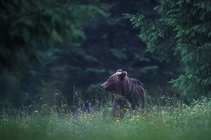 Bär auf Wiese