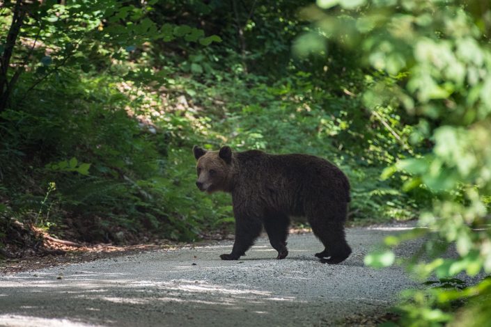 Bär überquert eine Straße in Slowenien