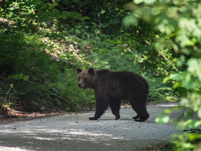 Bär überquert eine Straße in Slowenien