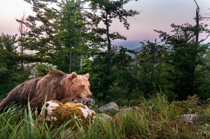 Europäischer Braunbär in Weitwinkel Fotofalle, Slowenien