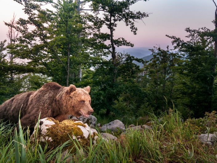Europäischer Braunbär in Weitwinkel Fotofalle, Slowenien