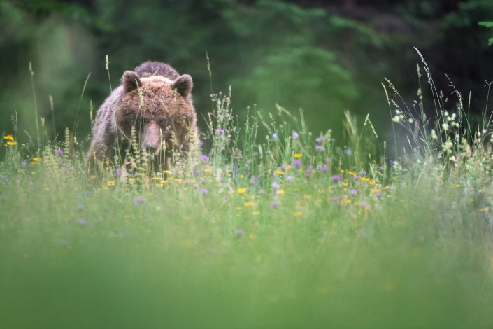 Bär in blühender Wiese