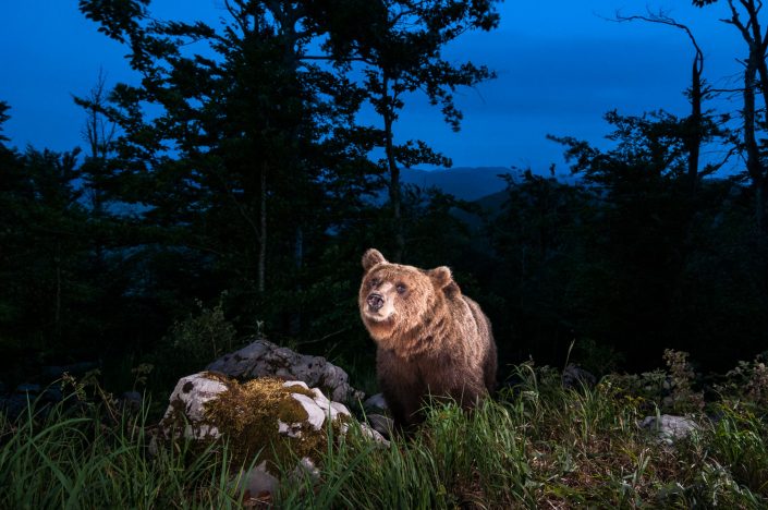 Bär bei Dämmerung in Landschaft