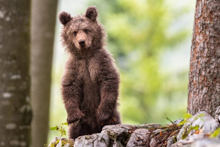 flauschiger Baby-Bär, stehend, Slowenien