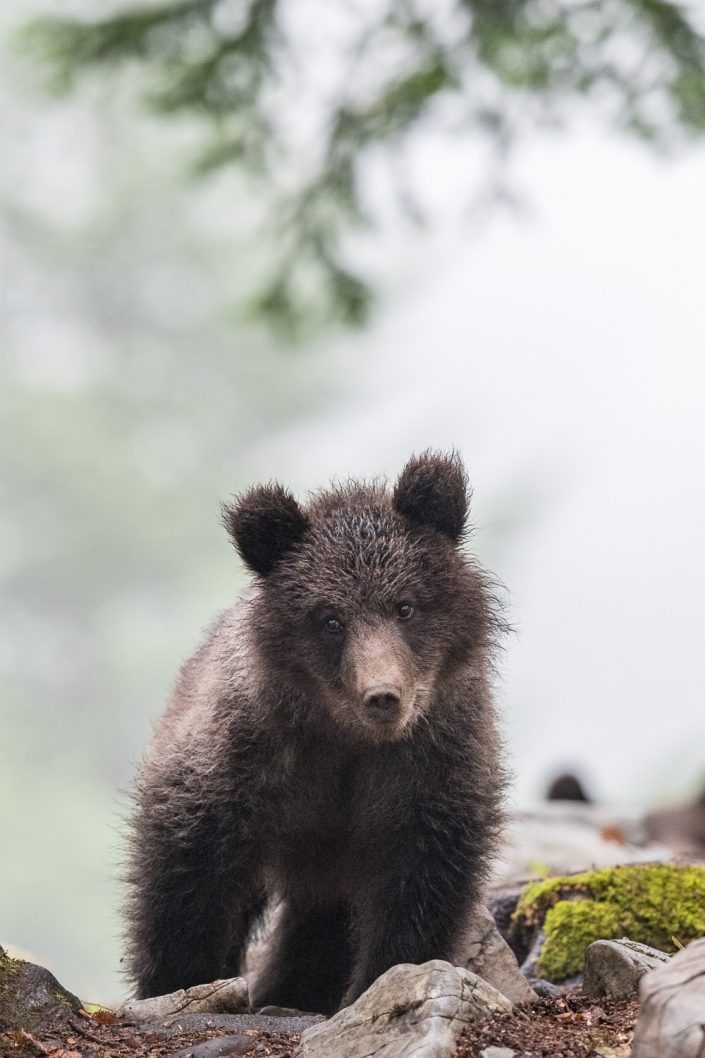 Junger Bär, Slowenien