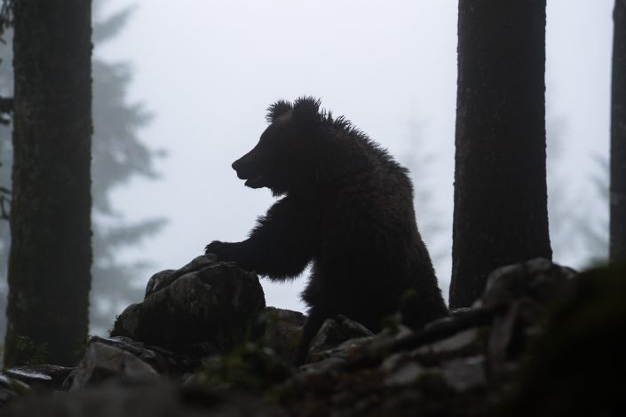 Europäischer Braunbär bei Nebel im Wald, Regionalpark Notranjska, Slowenien