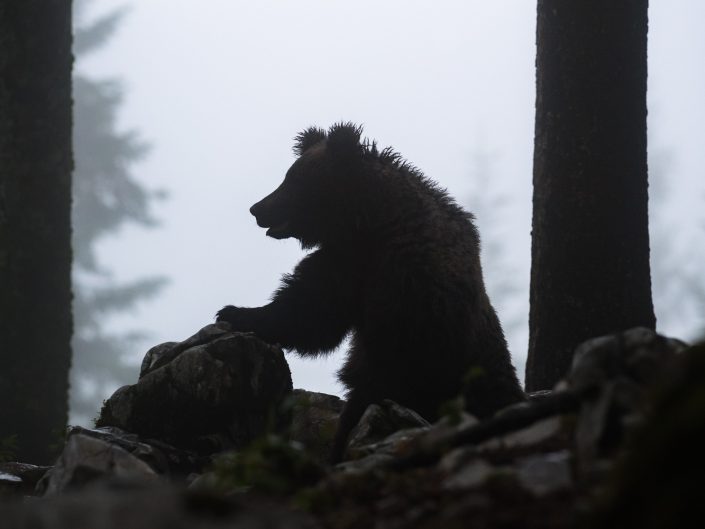 Europäischer Braunbär bei Nebel im Wald, Regionalpark Notranjska, Slowenien