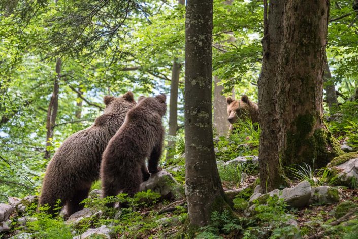 Bären im Wald, Mutter beschützt Junges vor Männchen, Slowenien