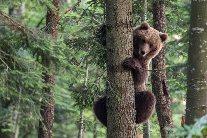 Europäischer Braunbär klettert auf Baum, Regionalpark Notranjska, Slowenien