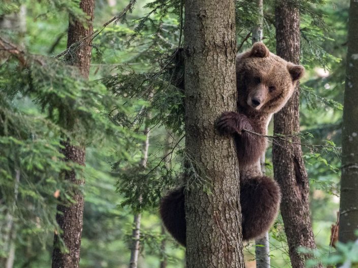Europäischer Braunbär klettert auf Baum, Regionalpark Notranjska, Slowenien