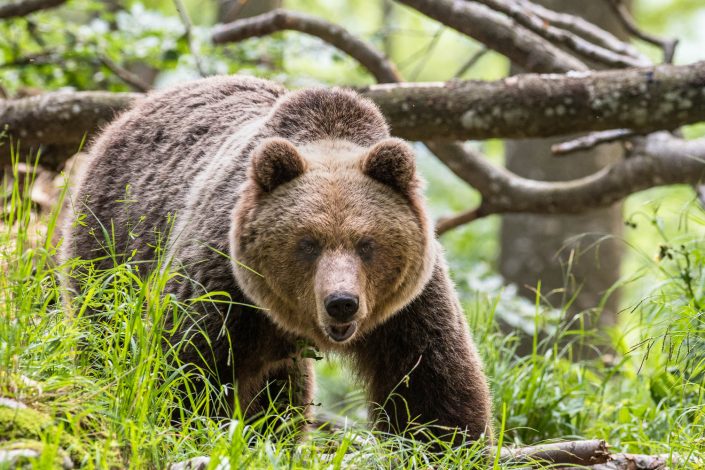 Europäischer Braunbär