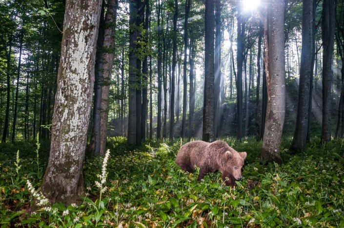 Europäischer Braunbär im Wald, Weitwinkel Fotofalle, Slowenien