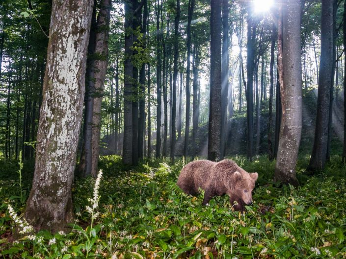 Europäischer Braunbär im Wald, Weitwinkel Fotofalle, Slowenien