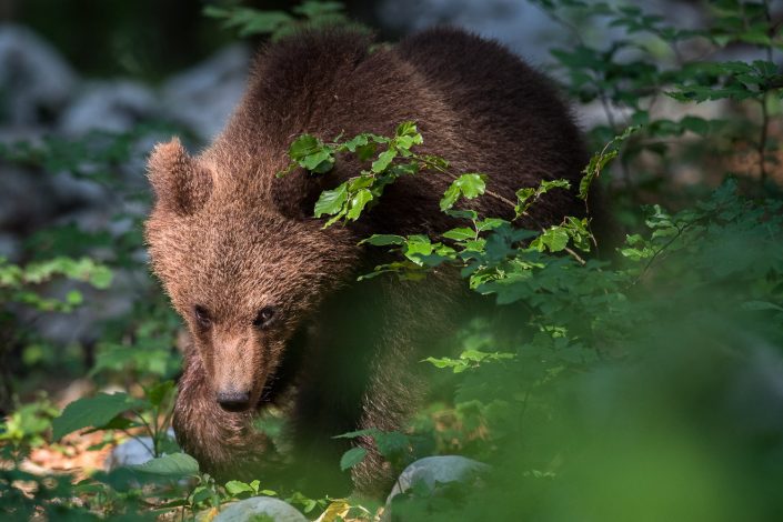 junger Bär im Wald