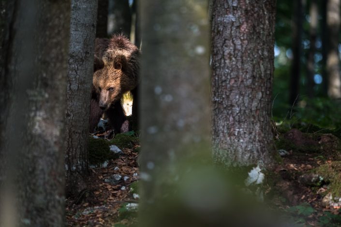 Europäischer Braunbär blickt durch Bäume, Slowenien