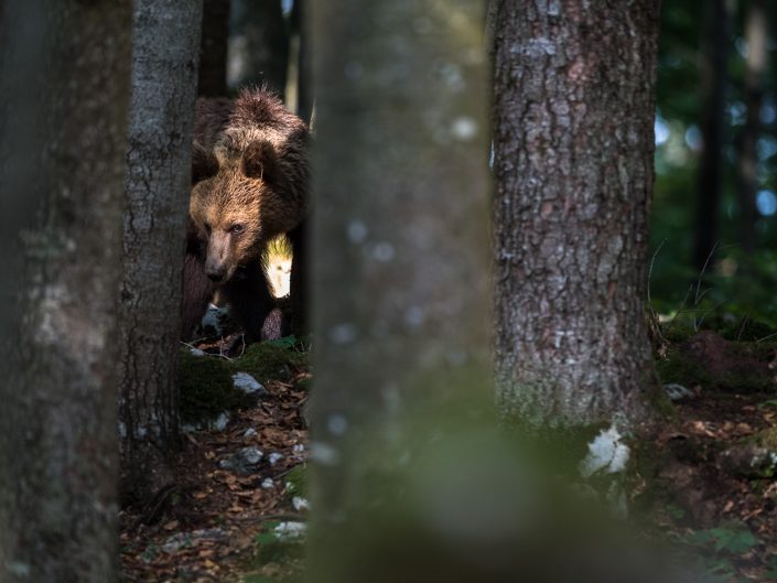 Europäischer Braunbär blickt durch Bäume, Slowenien