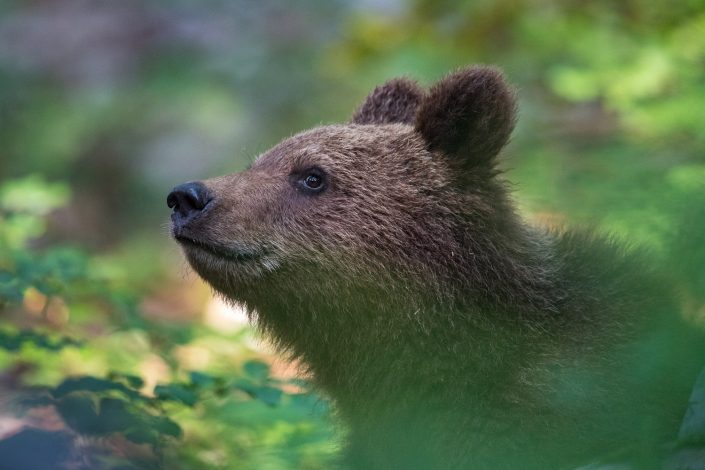 Bärenportrait