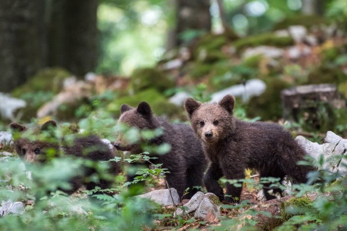 Drei Baby-Bären im Wald, Slowenien