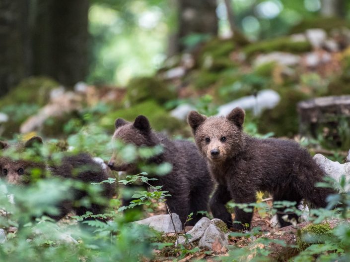 Drei Baby-Bären im Wald, Slowenien