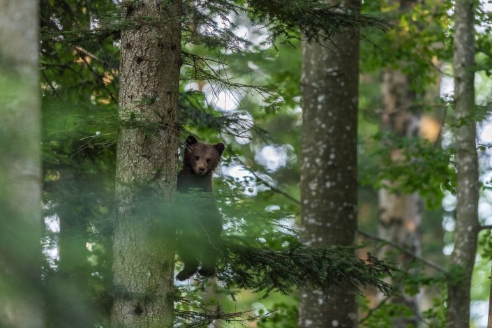 Baby-Bär klettert auf Baum, Slowenien