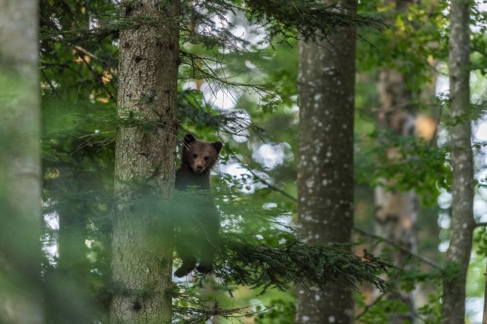 Baby-Bär klettert auf Baum, Slowenien