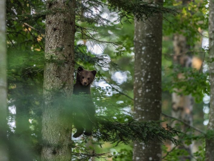 Baby-Bär klettert auf Baum, Slowenien