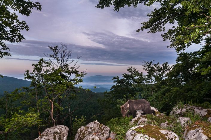 Europäischer Braunbär bei Dämmerung in Landschaft, Fotofalle, Slowenien