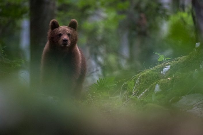 Europäischer Braunbär im Wald, Slowenien