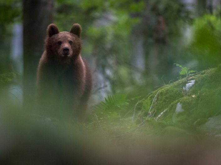 Europäischer Braunbär im Wald, Slowenien