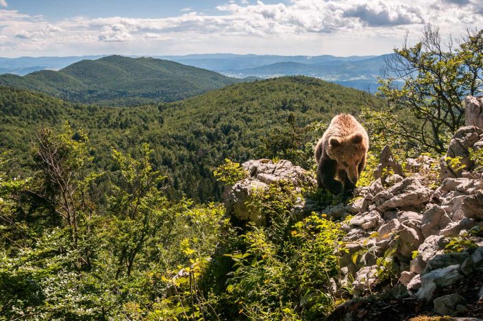 Europäischer Braunbär über den Wäldern Sloweniens, Fotofalle