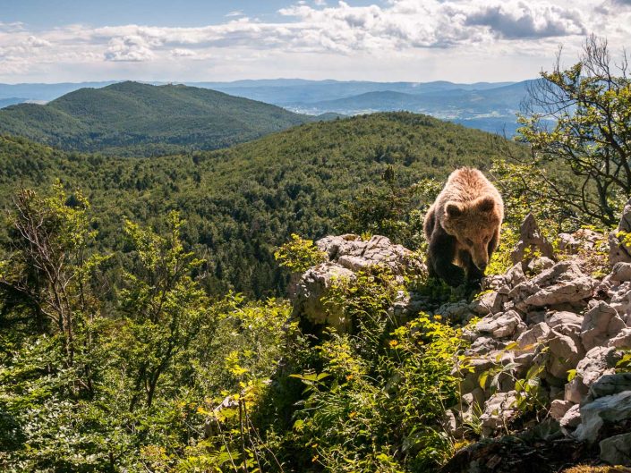 Europäischer Braunbär über den Wäldern Sloweniens, Fotofalle