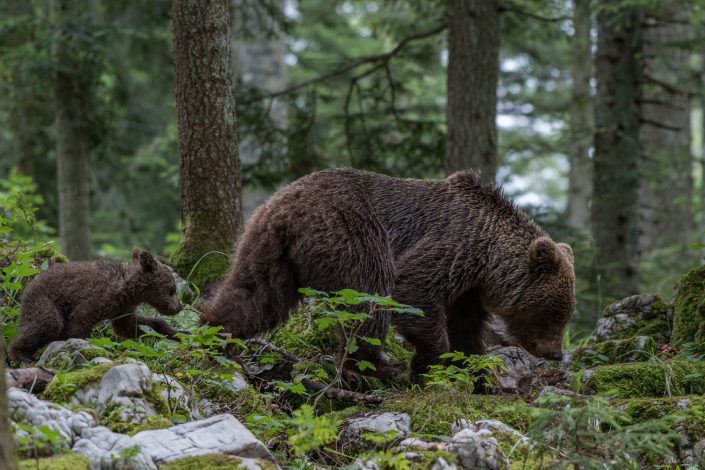 Europäischer Braunbär, Mutter mit Baby