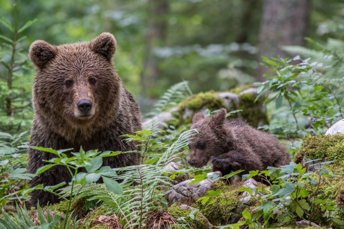 Europäischer Braunbär im Wald, Mutter mit Baby, Regionalpark Notranjska, Slowenien