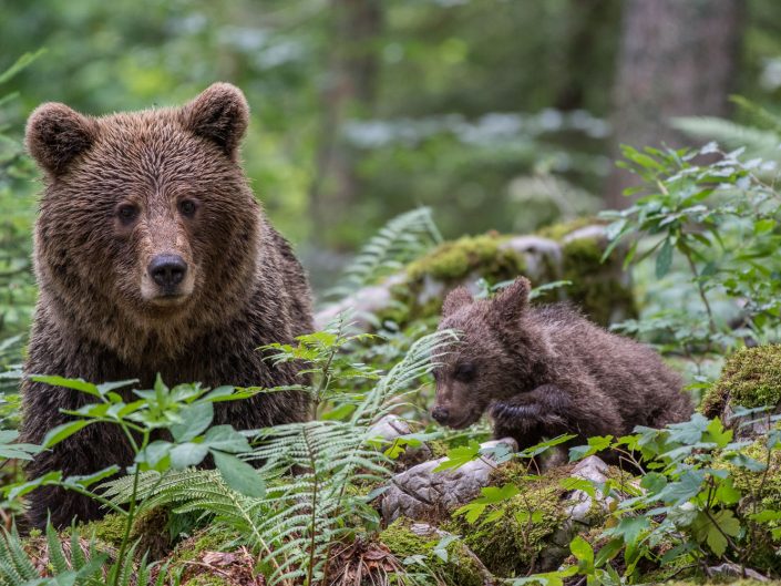 Europäischer Braunbär im Wald, Mutter mit Baby, Regionalpark Notranjska, Slowenien