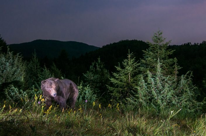 Bär in Landschaft, Nachtaufnahme, Fotofalle, Slowenien